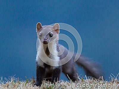 Stone marten (Martes foina) Stock Photo