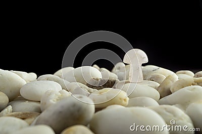 Stone mushrooms made from mixed gemstones and crystalize rock showing unique patterns and colours used in natural healing Stock Photo