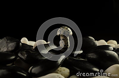 Stone mushrooms made from mixed gemstones and crystalize rock showing unique patterns and colours used in natural healing Stock Photo