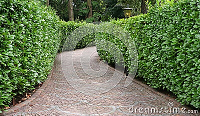 stone pathway between hedge Stock Photo