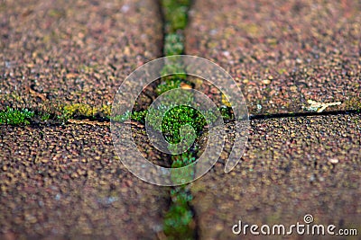 Stone paving slabs. with greens between the plates. macro. Stock Photo