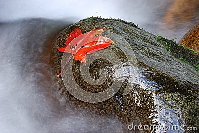 In stone red maple leaf Stock Photo