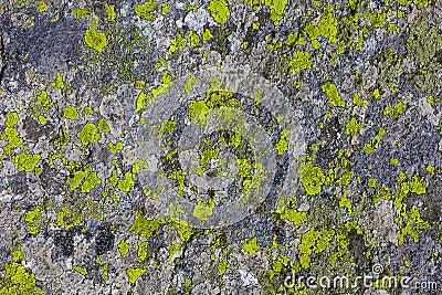 Stone or rock with moss plant texture Stock Photo