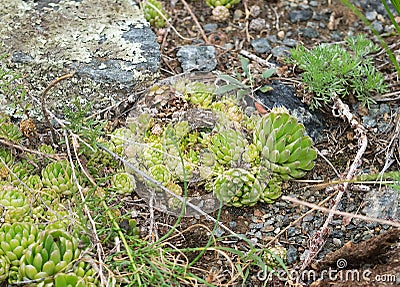 Stone rose in nature, texture. Stock Photo