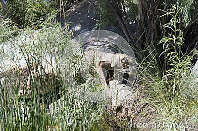Stone sculpture of a hunting mountain lion Editorial Stock Photo