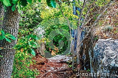 Stone shady pathways in garden. Stones path through landscape with bordered by rock. Beautiful seasonal summer tropical woodland. Stock Photo