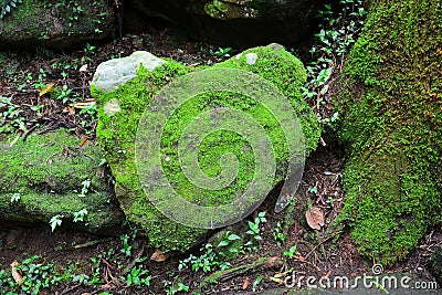 Stone in the shape of the heart covered with green moss and lichen in tropical forest, environment conservation concept Stock Photo