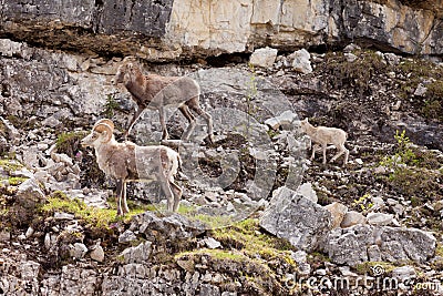 Stone Sheep Ovis dalli stonei family Stock Photo