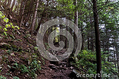 Stone staircase in dark forest with ligtht coming from the top. Concepts of a path, hope, pathway, journey Stock Photo