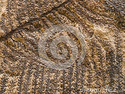 Stone texture with petrified prehistorical ferns frond Stock Photo