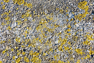 Stone texture with yellow moss. Abstract background closeup. Stock image. Stock Photo