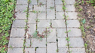 Stone tile path or trail with weeds in the cracks Stock Photo