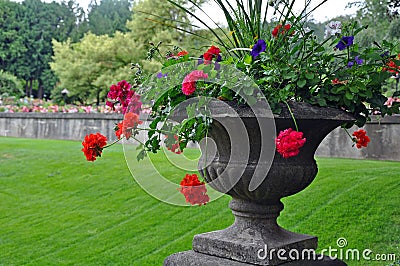 Stone vase with begonias Stock Photo