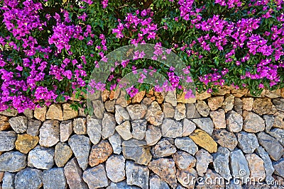 Stone wall decorated with bougainvillea Stock Photo
