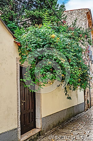 A stone wall decorated with green campsite and ivy is a brown door. Vertical greening of cities Stock Photo