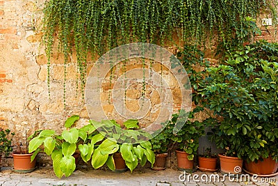 Stone wall with flowers and ivy. Old Italian house background, vintage Italy Stock Photo