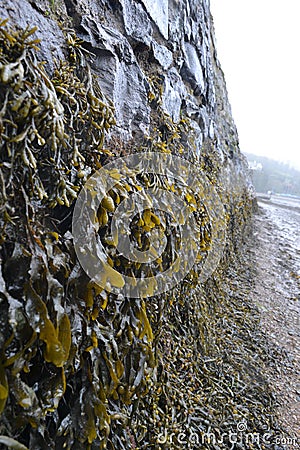 A stone wall hung with green and brown bladderwrack seaweed Stock Photo