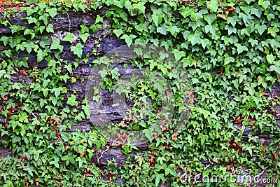 Stone wall with ivy Stock Photo