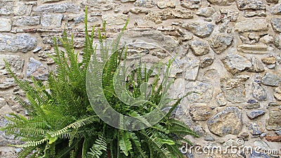 Stone wall of Kera Church with fern Stock Photo