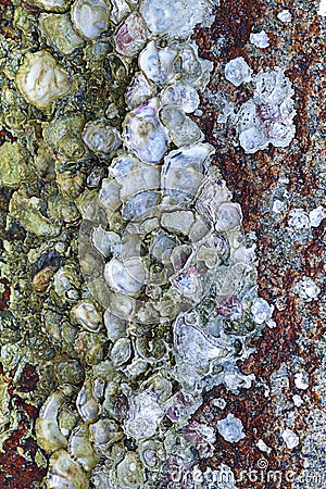 Stone wall oyster shells marine life ebb tide rough surface weathered background base vertical Stock Photo
