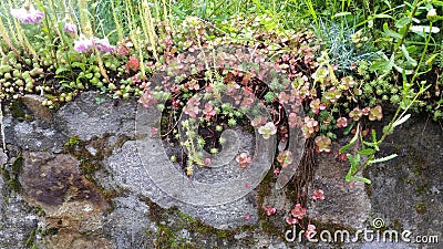 Stone wall with tiny flowers Stock Photo