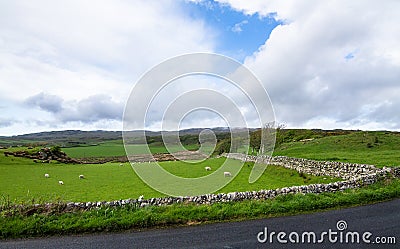 Stone walls surround grazing pastures in Scotland Stock Photo