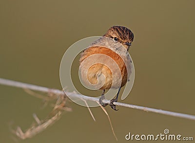 Stonechat Stock Photo