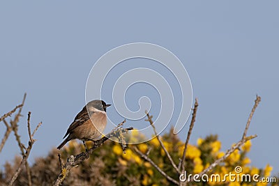 Stonechat on a gorse bush Stock Photo