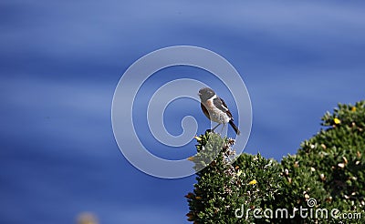 Stonechat perched on a flowering gorse bush Stock Photo