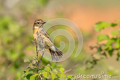 Stonechat - Saxicola rubicola Stock Photo