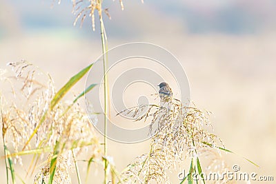 Stonechat (Saxicola torquata) on some long grass looking into distance, taken in the UK Stock Photo