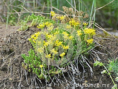 Stonecrop Sedum acre grows in the wild Stock Photo