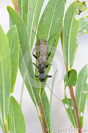 Stonefly, Plecoptera, Insecta. Stonefly on leaf, macro photo, this insect is often imitated by fly fishermen Stock Photo