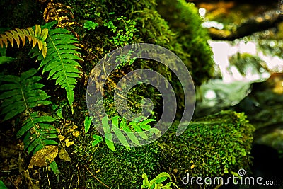 Stones covered with green moss and fern in forest of New Zealand Stock Photo