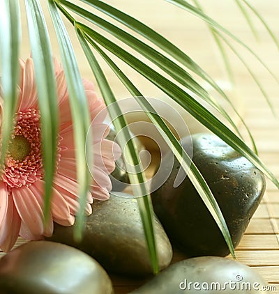 Stones, gerber and green leaves. Stock Photo