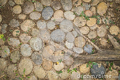 Stones, grass and plant root on ground, used as Background and Texture. Stock Photo