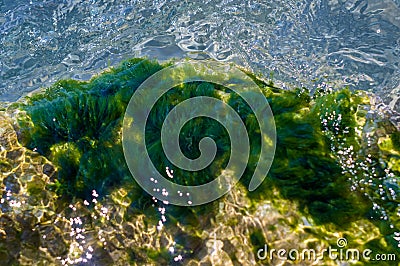 stones with green algae in clear sea water Stock Photo