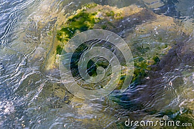 stones with green algae in clear sea water Stock Photo