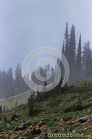 stoney field near foggy forest on august morning Stock Photo