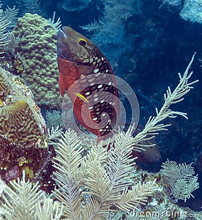 Stoplight parrotfish (Sparisoma viride) Stock Photo