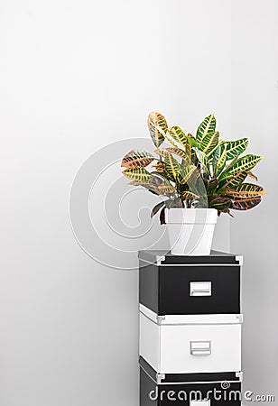 Storage boxes and green plant in a room corner Stock Photo