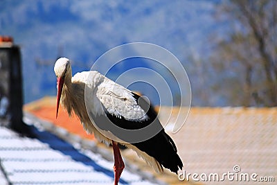 Storch Stock Photo