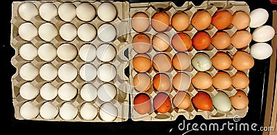 Store Bought Eggs vs. Farm Fresh Eggs Stock Photo