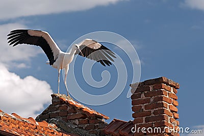 Stork Stock Photo