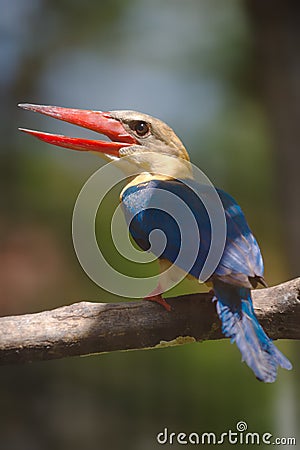 Stork billed kingfisher Stock Photo