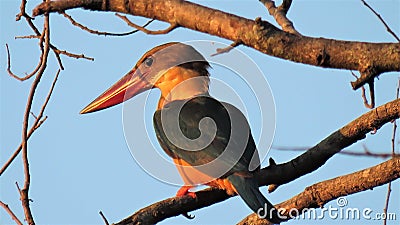 Stork billed kingfisher Stock Photo