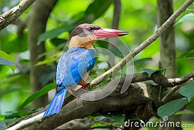 Stork-billed Kingfisher Stock Photo