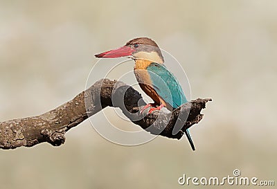 Stork-billed kingfisher Stock Photo