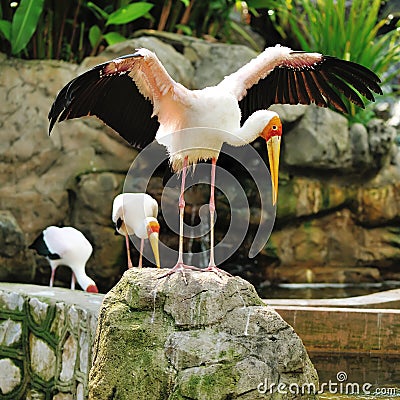 Stork bird Stock Photo
