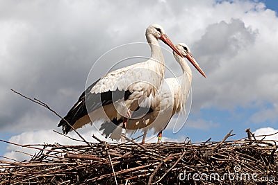 Stork bird couple Stock Photo